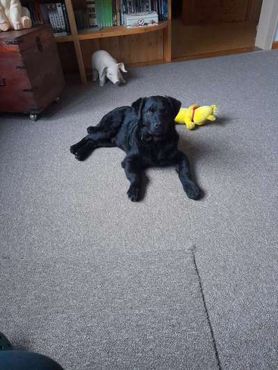 Mudi - Gibt es hier noch weitere ungarische Paprikas?-Beitrag-Bild