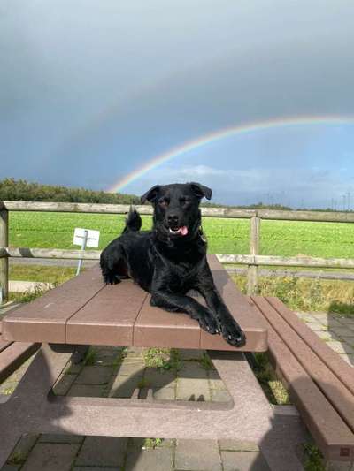 Hundetreffen-Gassi- und Spielrunde bzw. social walk-Bild