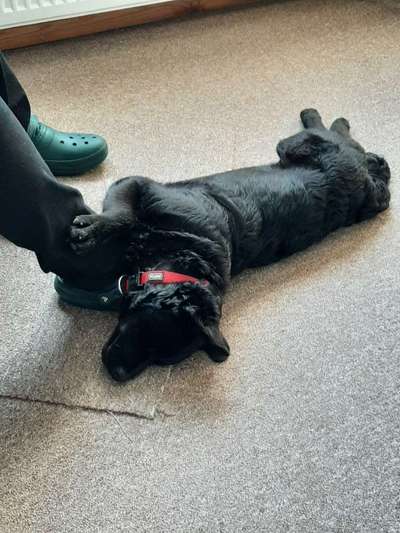 Mischlingshunde Foto Aufruf-Beitrag-Bild