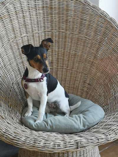 Jack Russell Terrier-Beitrag-Bild