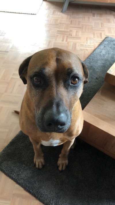 Rhodesian Ridgeback-Beitrag-Bild