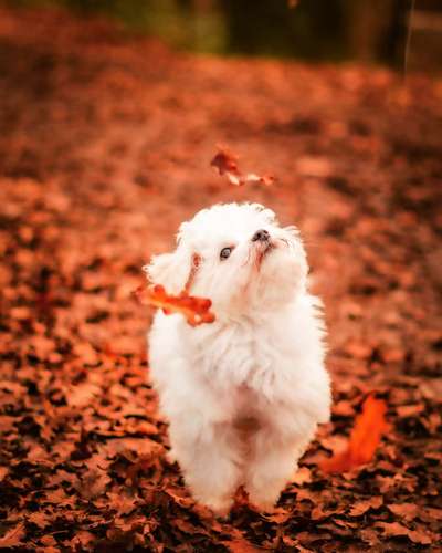 Fotografie / Hundefotografie-Beitrag-Bild