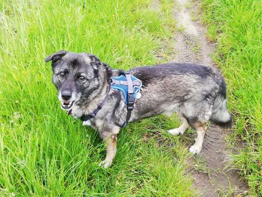 Hundetreffen-Hundekumpel/ine gesucht-Bild