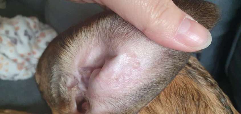 Ausschlag im Ohr-Beitrag-Bild