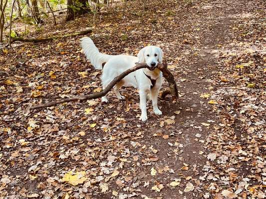 Hundetreffen-Gassirunde-Bild