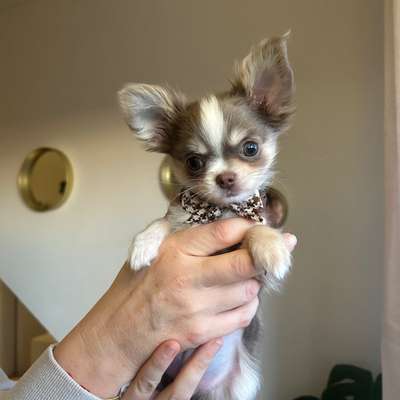 Hundetreffen-Welpentreffen rund um Ingolstadt-Bild