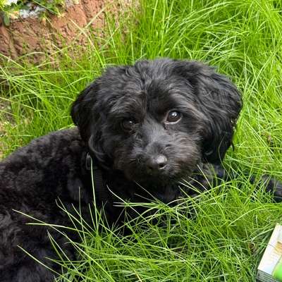 Hundetreffen-Spieltreffen im Umkreis Landstuhl-Bild