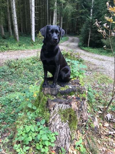 Hundetreffen-Socialwalk-Bild