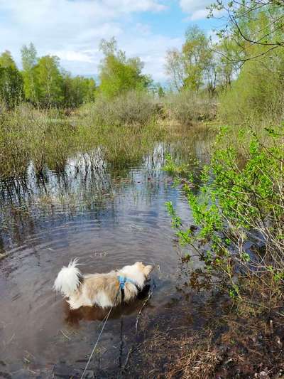 Dogorama-Monats-Challenge-Mai "Wasser"-Beitrag-Bild