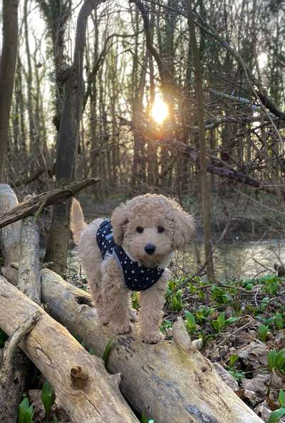 Dogorama Photo Challenge - Einmal lächeln bitte-Beitrag-Bild