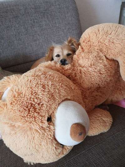 Dogorama Photo Challenge - Tarnung ist alles-Beitrag-Bild