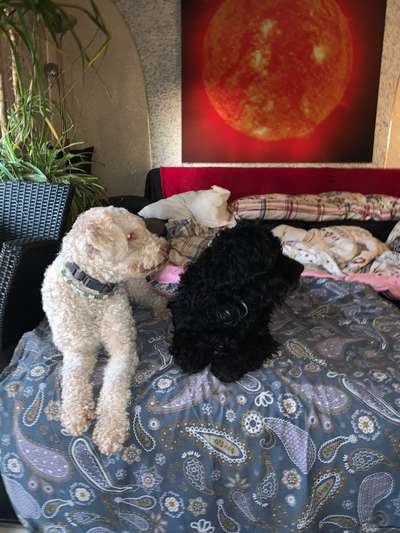 Any Lagotto/ Portuguese water dog/ poodle owners in Karlsruhe?-Beitrag-Bild