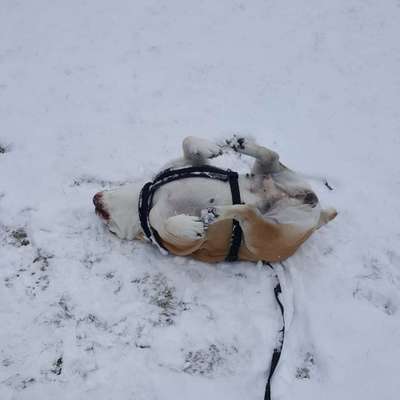 Fotochallenge 61 ~ Schnee-Beitrag-Bild