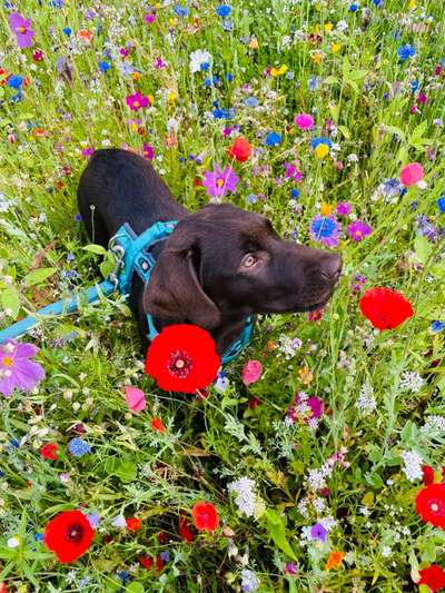 Wo sind meine Labrador Freunde-Beitrag-Bild