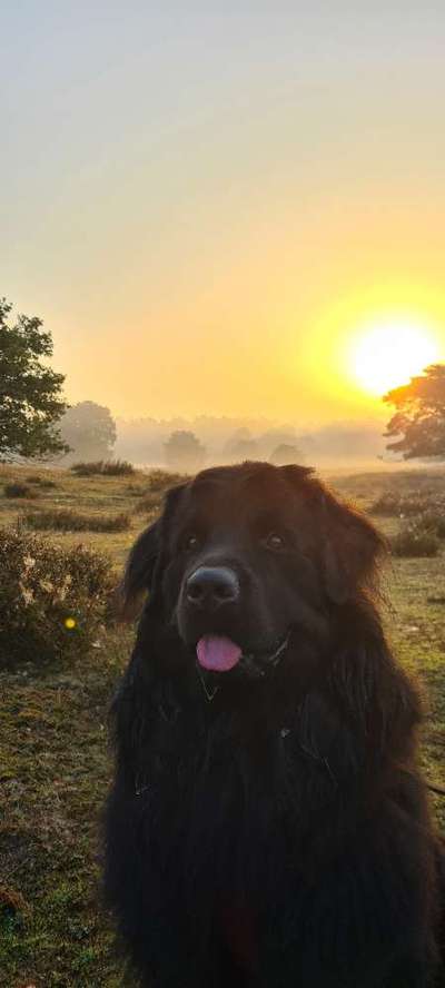 Hundetreffen-Partner für Gassirunden gesucht-Bild