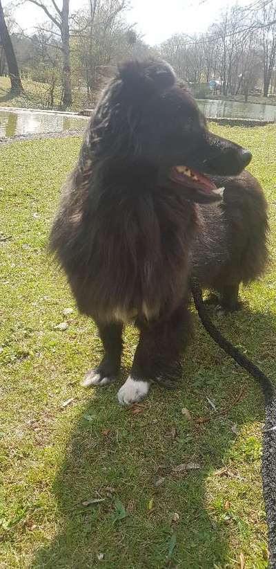 Hunde vom Tierschutzverein 🐕♥️-Beitrag-Bild