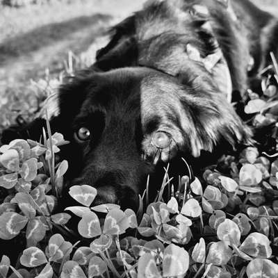 Hundetreffen-🐾 Wir suchen neue Gassi-Bekanntschaften! 🐶🩷-Bild