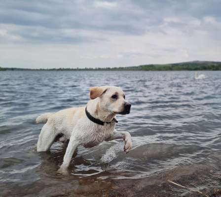 Hundetreffen-Feste Hundekumpels gesucht-Bild