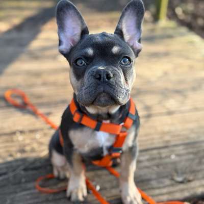 Hundetreffen-Gassirunde / Treff - Kumpel gesucht-Bild