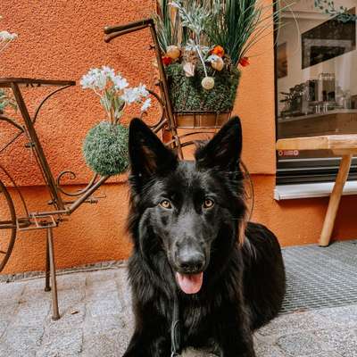 Hundetreffen-Welpentreffen an der Donau 🐾