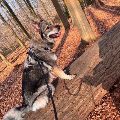 Hundetreffen-Treffen in der Umgebung-Bild