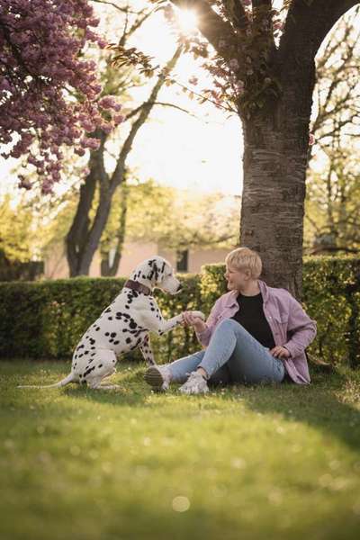 Hundetreffen-Social Walks und Trainingsspaziergänge-Bild