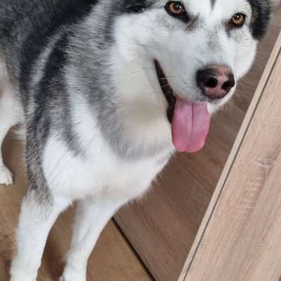 Hundetreffen-Gassi an der Saar-Bild