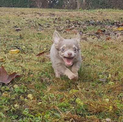 Zeige das lustigste Bild eures Hundis-Beitrag-Bild