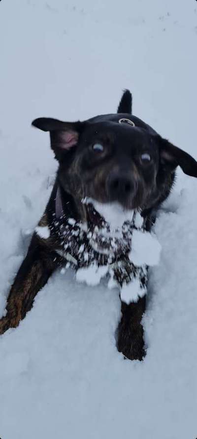 Lustigsten Grimassen von euren Hunden-Beitrag-Bild