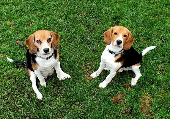 Hundetreffen-Wo sind die Beagle im Raum Selm?-Bild