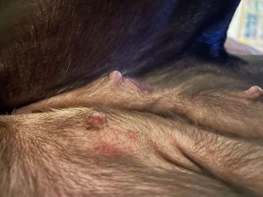 geschwollene Zitzen-Beitrag-Bild