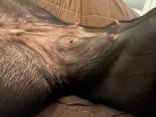 geschwollene Zitzen-Beitrag-Bild