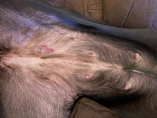 geschwollene Zitzen-Beitrag-Bild