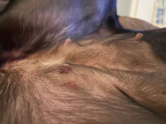 geschwollene Zitzen-Beitrag-Bild