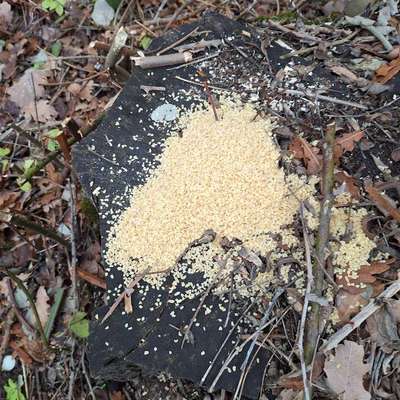 Giftköder-Hirse oder potenzielle Gefahr/Köder-Bild