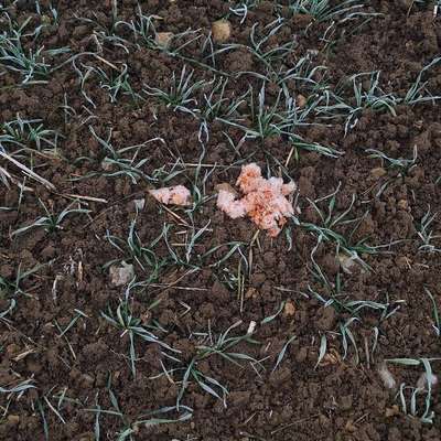 Giftköder-Potenzieller Giftköder-Bild