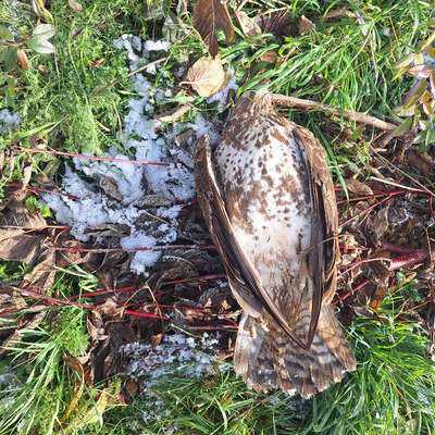 Giftköder-Großer toter Greifvogel-Bild