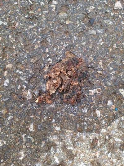 Giftköder-Potenzieller Giftköder Jettingen/Nagold-Bild