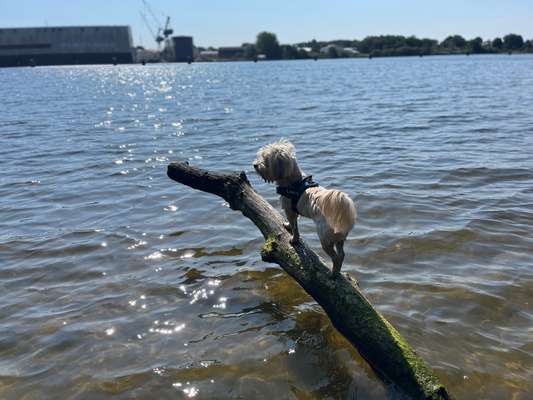 Dogorama Photo Challenge - Mein Holz und ich-Beitrag-Bild