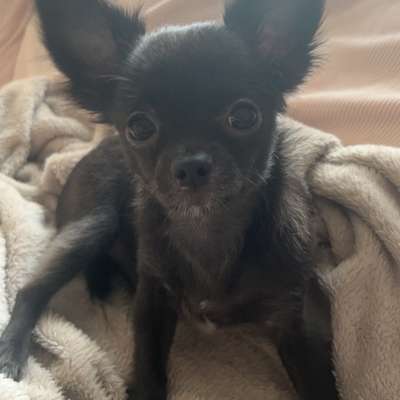 Hundetreffen-Welpen treffen-Bild