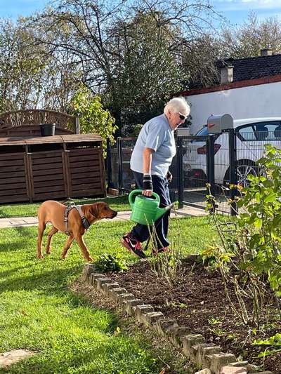 Vom Welpen zum Hund-Beitrag-Bild