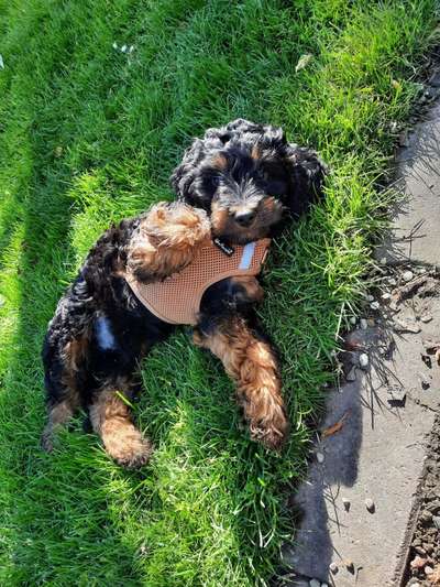 Welpen Bilder !-Beitrag-Bild