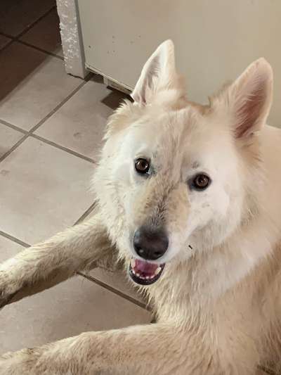 Weißer Schweizer Schäferhund-Beitrag-Bild