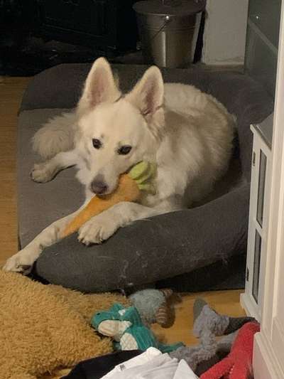 Weißer Schweizer Schäferhund-Beitrag-Bild