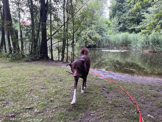 Die Dogorama Kalender Challenge 4/4-Beitrag-Bild