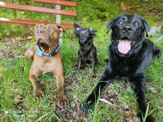 Die Dogorama Monats Challenge "Es grünt und blüht"-Beitrag-Bild