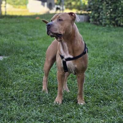 Hundetreffen-Spielgefährten gesucht! Ich heiße Mexx bin 2 Jahre alt .-Bild