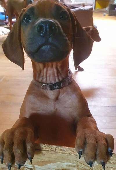 Welpen Bilder !-Beitrag-Bild