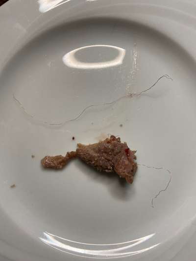 Rote dünne Drähte im Dibo Tiefkühl-Lammfutter-Beitrag-Bild