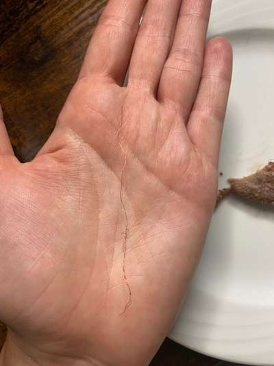 Rote dünne Drähte im Dibo Tiefkühl-Lammfutter-Beitrag-Bild